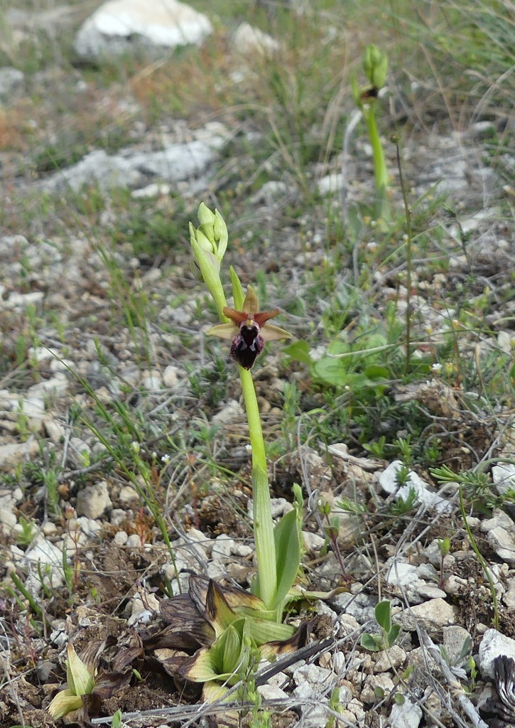 Ophrys promontorii e forme variabili  Lazio e Abruzzo aprile e maggio 2018